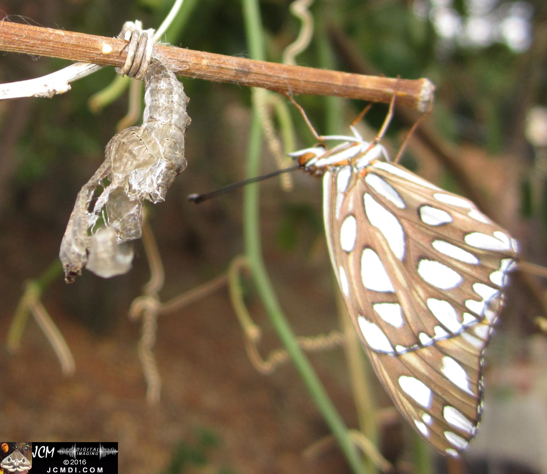 20160922 IMG_0850 Gulf Fritillary Butterfly emerged in daylight.jpg